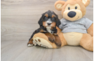 Best Mini Bernedoodle Baby