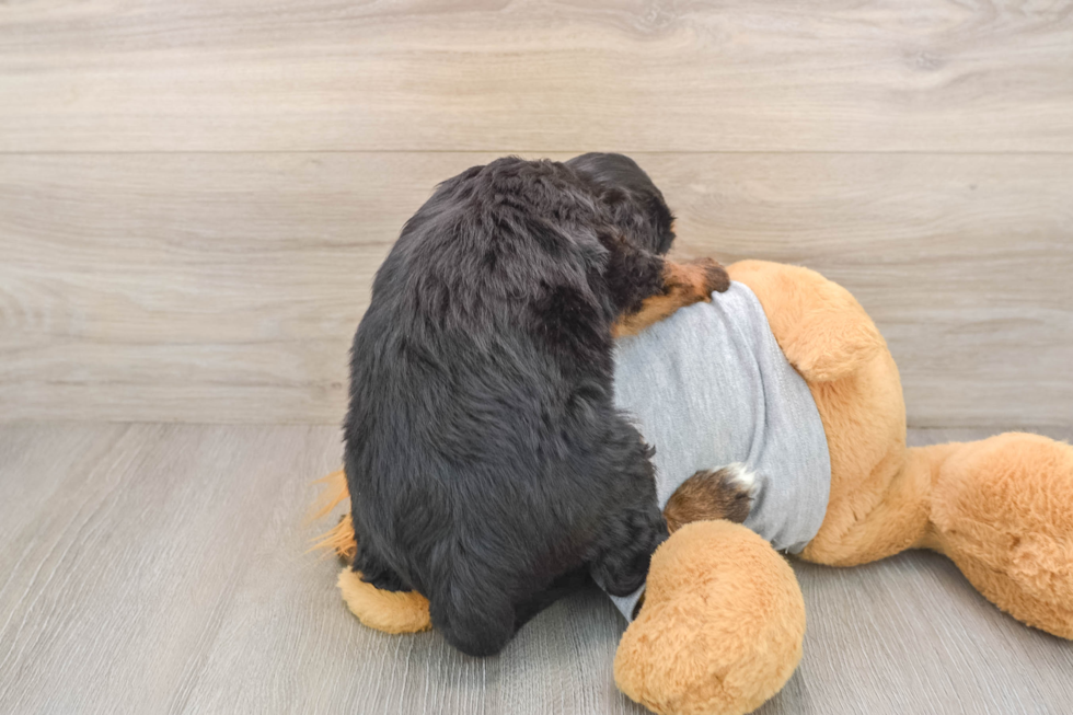 Happy Mini Bernedoodle Baby