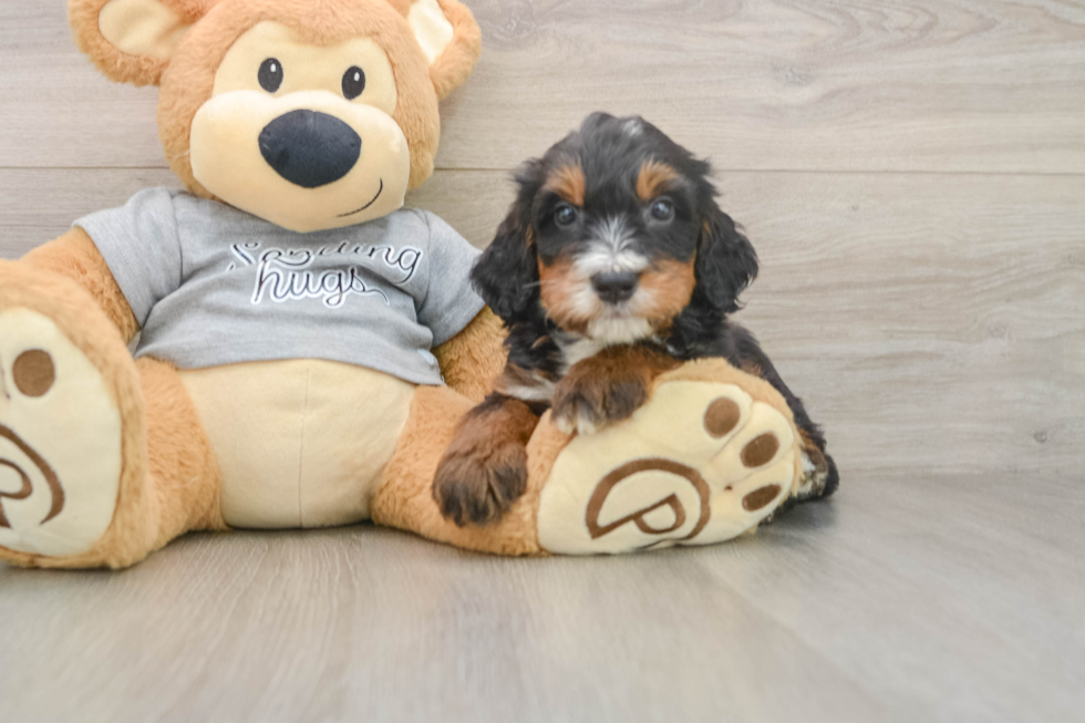 Energetic Bernese Doodle Poodle Mix Puppy