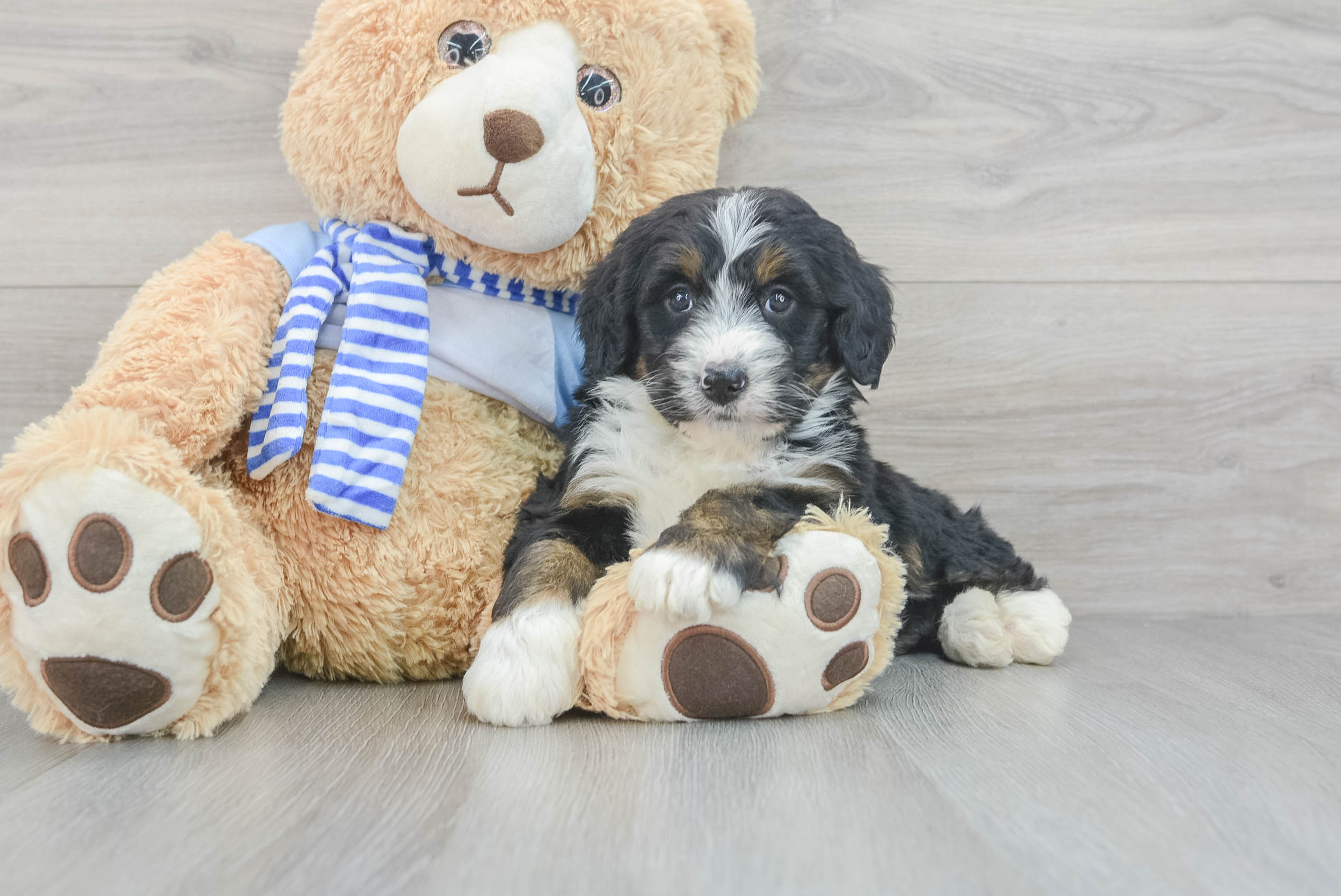 Mini Bernedoodle Pup Being Cute