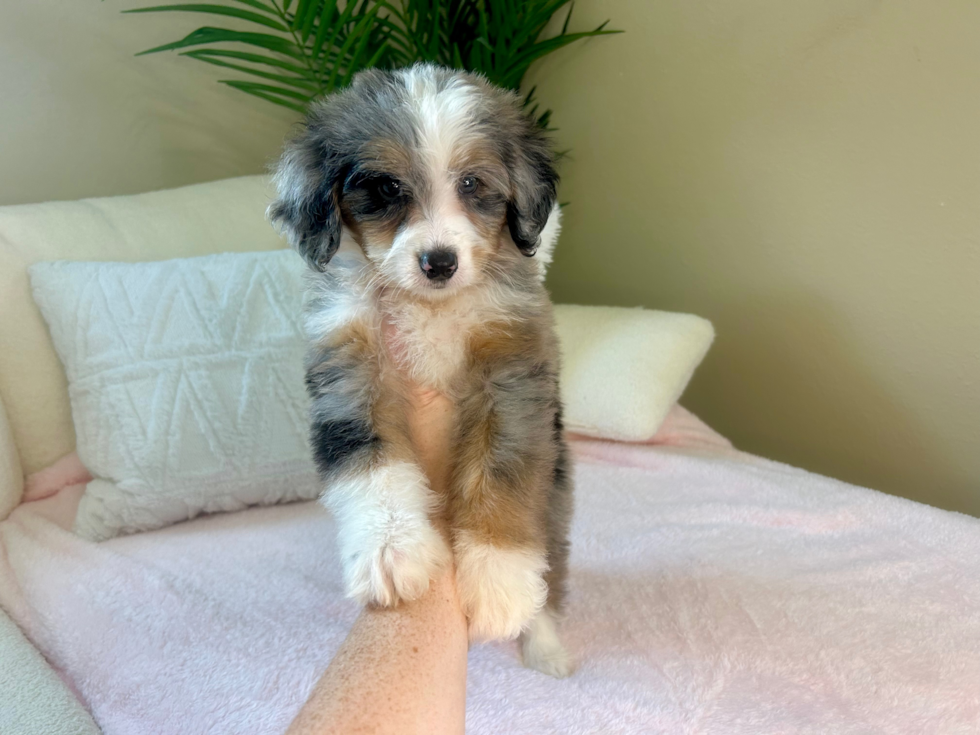 Mini Bernedoodle Pup Being Cute