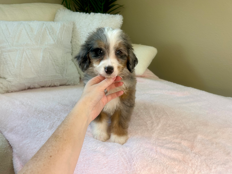 Mini Bernedoodle Pup Being Cute