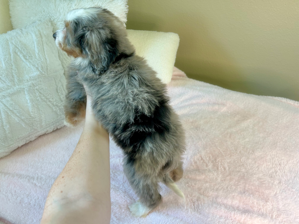 Mini Bernedoodle Pup Being Cute