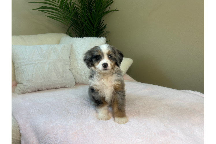 Cute Mini Bernedoodle Baby