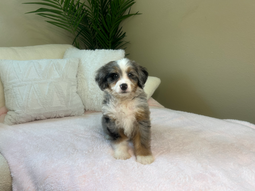 Cute Mini Bernedoodle Baby