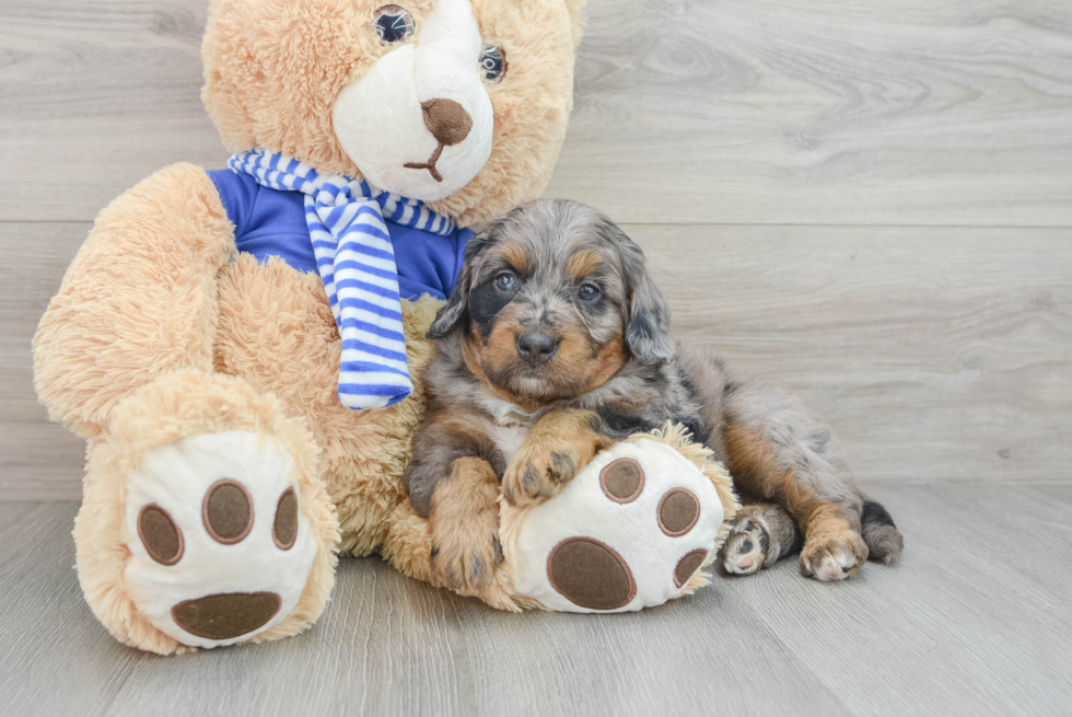 Funny Mini Bernedoodle Poodle Mix Pup