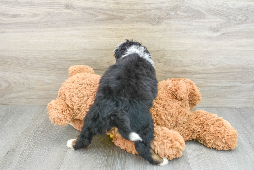 Smart Mini Bernedoodle Poodle Mix Pup