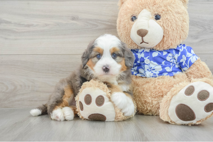 Best Mini Bernedoodle Baby