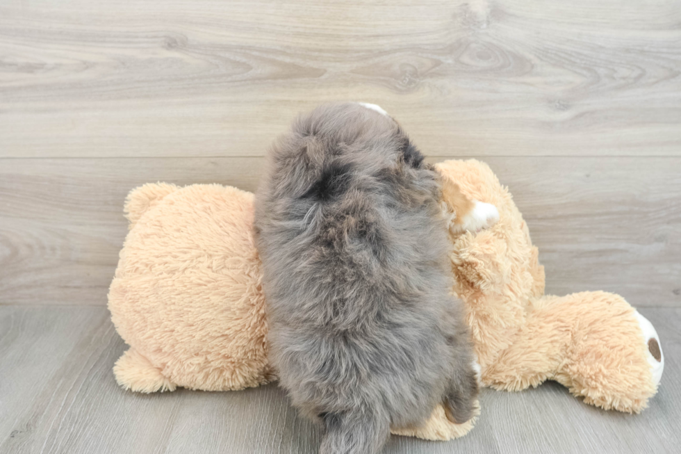 Popular Mini Bernedoodle Poodle Mix Pup