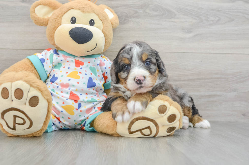 6 week old Mini Bernedoodle Puppy For Sale - Lone Star Pups