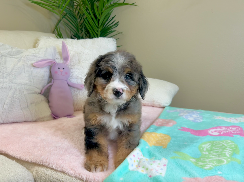 Cute Mini Bernedoodle Poodle Mix Pup