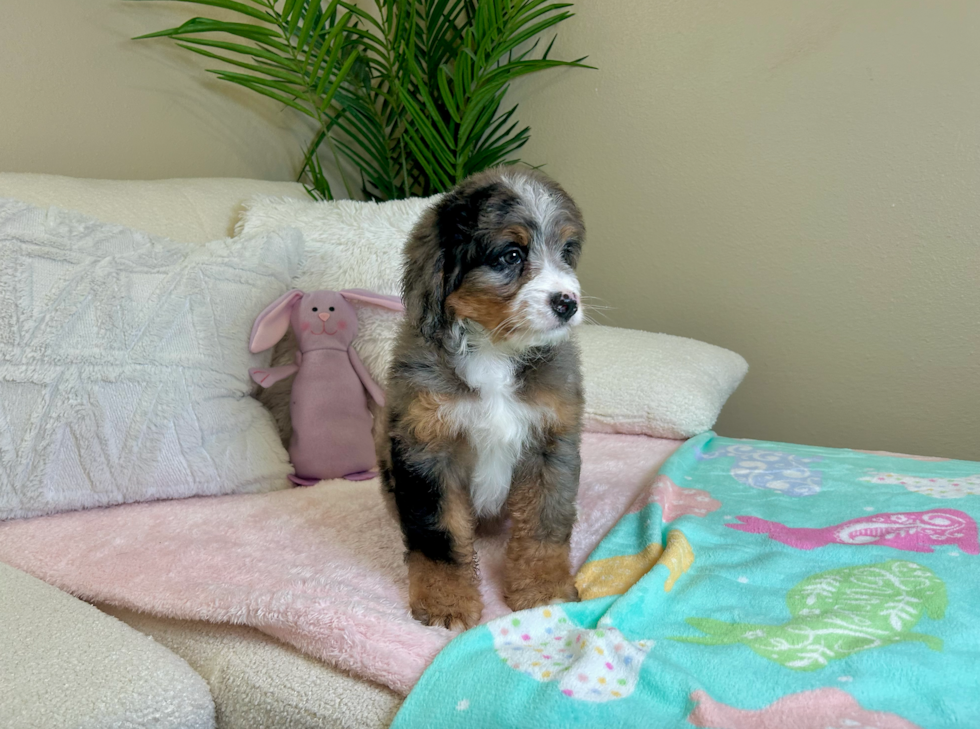 Cute Mini Bernesepoo Poodle Mix Puppy