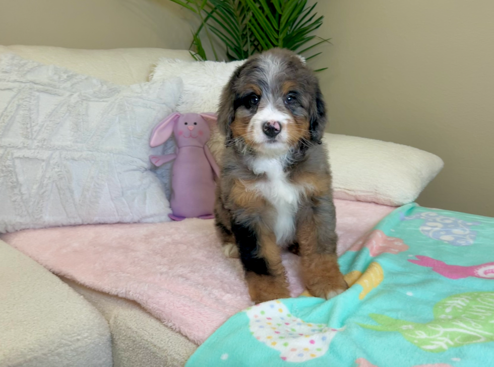 Best Mini Bernedoodle Baby