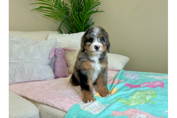 Best Mini Bernedoodle Baby