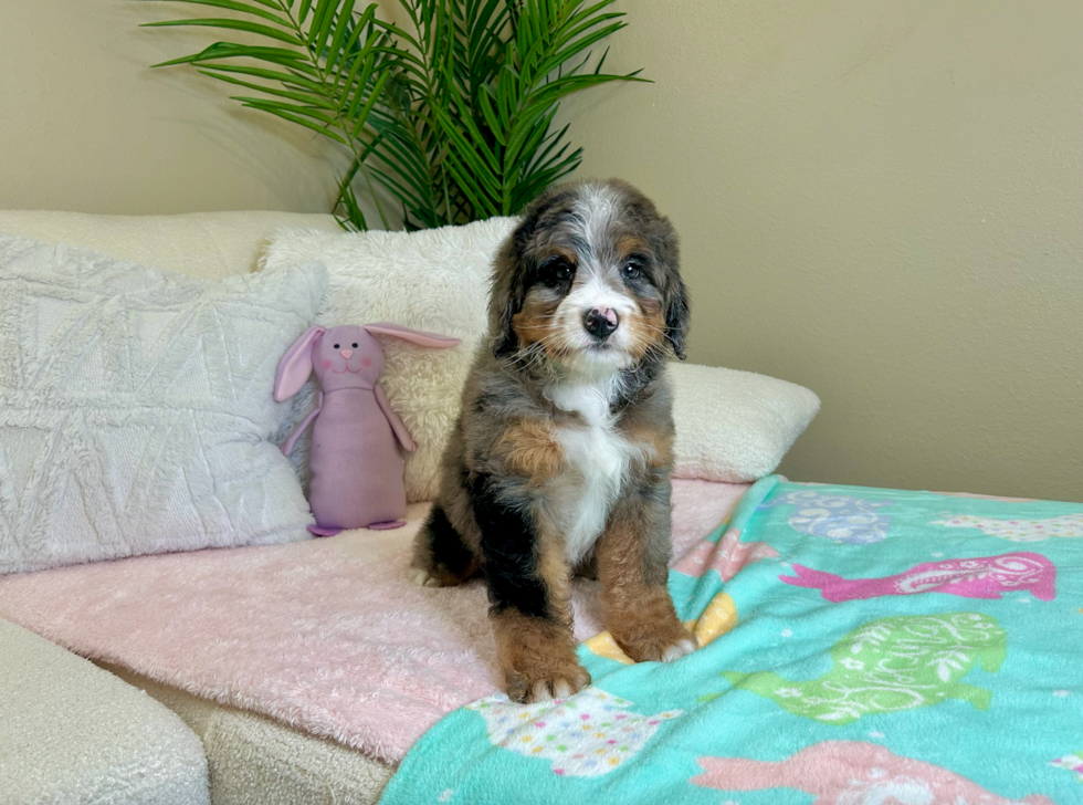 Best Mini Bernedoodle Baby
