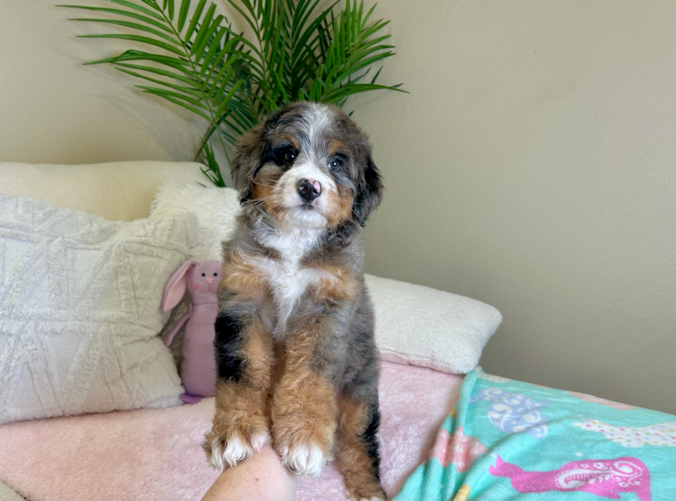 Best Mini Bernedoodle Baby
