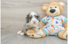 Best Mini Bernedoodle Baby