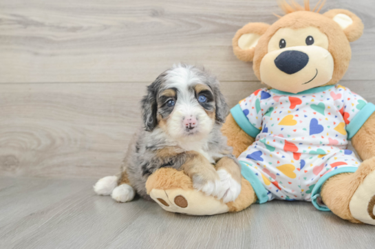 Best Mini Bernedoodle Baby
