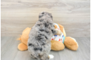 Playful Mini Berniedoodle Poodle Mix Puppy