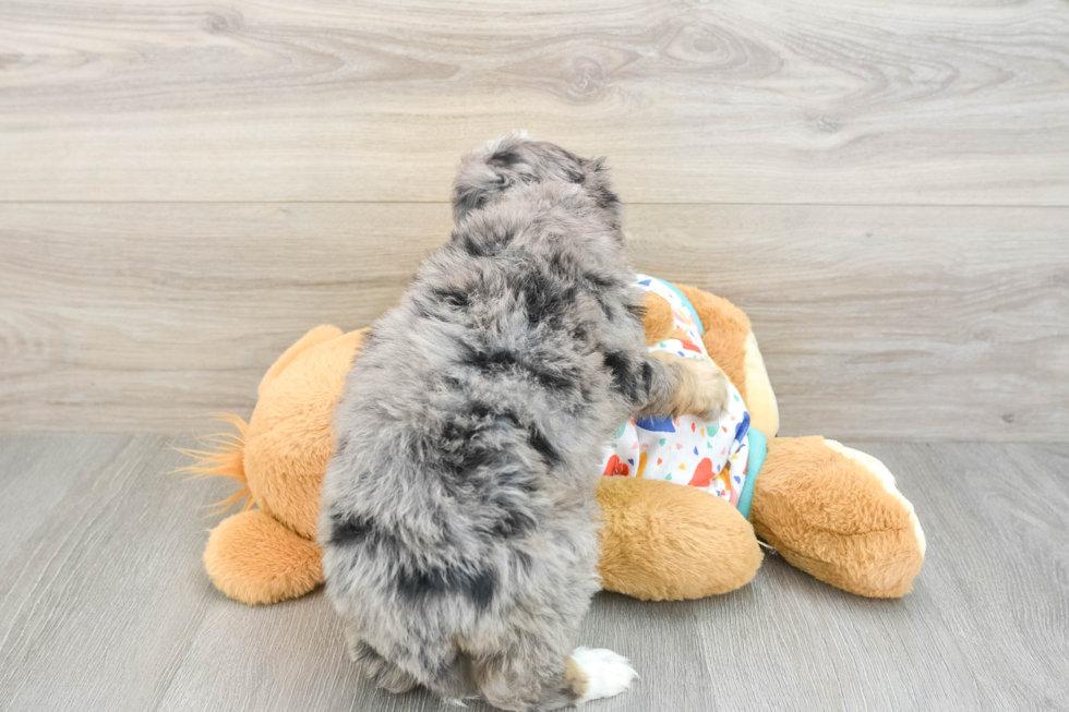 Playful Mini Berniedoodle Poodle Mix Puppy