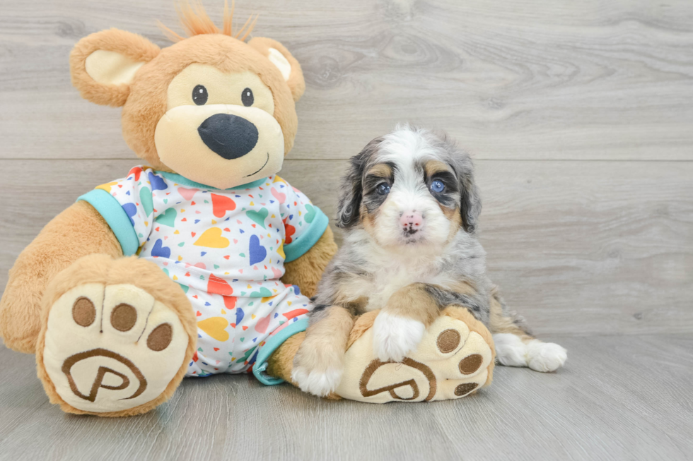 Best Mini Bernedoodle Baby