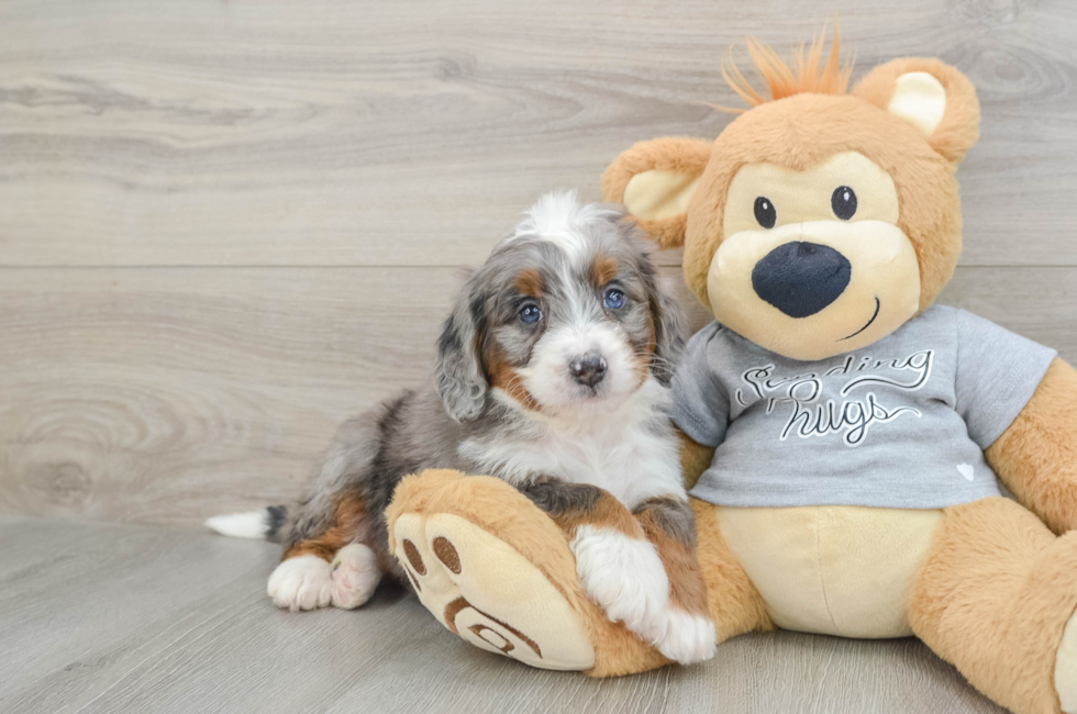 6 week old Mini Bernedoodle Puppy For Sale - Lone Star Pups