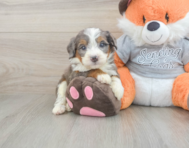 5 week old Mini Bernedoodle Puppy For Sale - Lone Star Pups