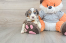Small Mini Bernedoodle Baby