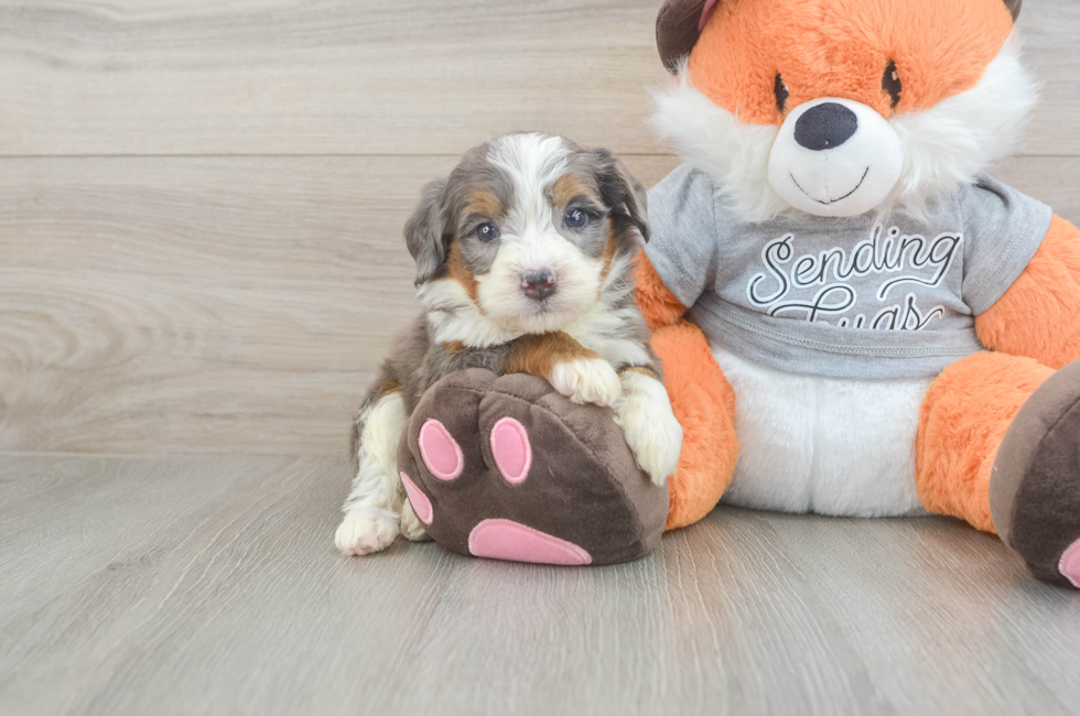 5 week old Mini Bernedoodle Puppy For Sale - Lone Star Pups
