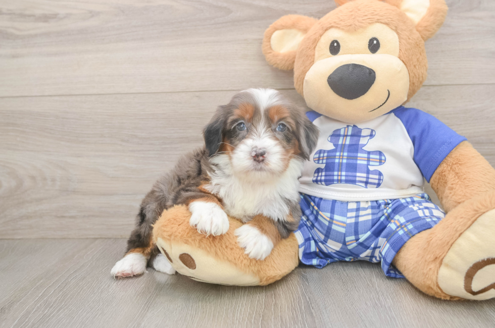 5 week old Mini Bernedoodle Puppy For Sale - Lone Star Pups