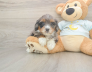 6 week old Mini Bernedoodle Puppy For Sale - Lone Star Pups