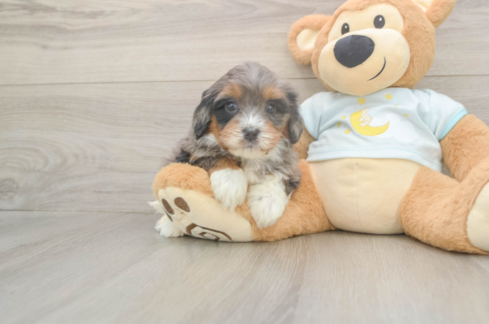 5 week old Mini Bernedoodle Puppy For Sale - Lone Star Pups