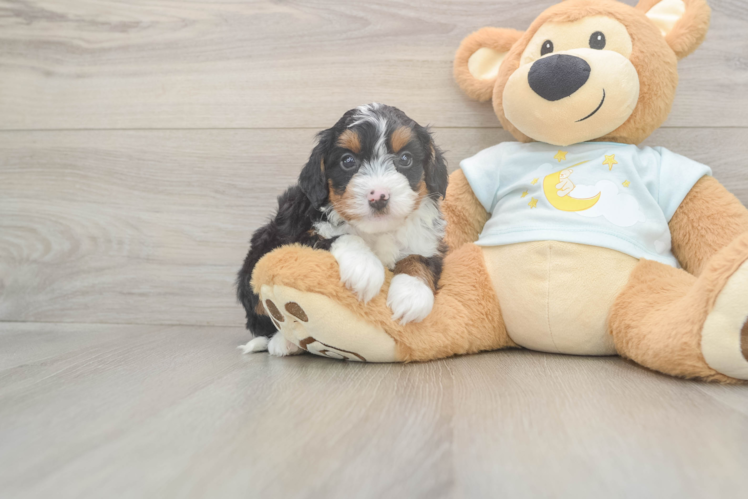 Playful Mini Bernesepoo Poodle Mix Puppy