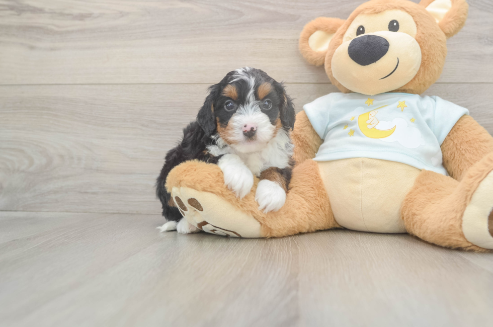 5 week old Mini Bernedoodle Puppy For Sale - Lone Star Pups