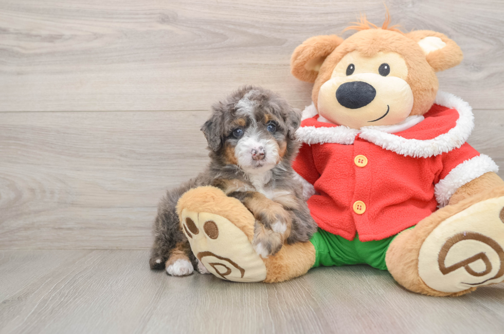5 week old Mini Bernedoodle Puppy For Sale - Lone Star Pups
