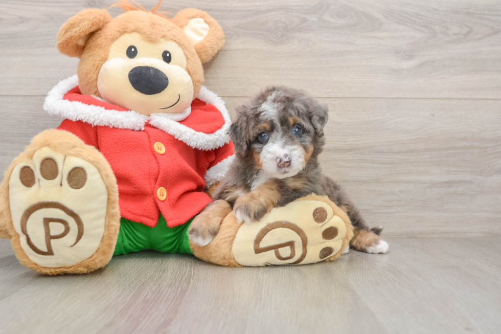 Happy Mini Bernedoodle Baby