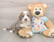 6 week old Mini Bernedoodle Puppy For Sale - Lone Star Pups