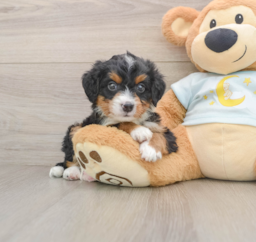 8 week old Mini Bernedoodle Puppy For Sale - Lone Star Pups
