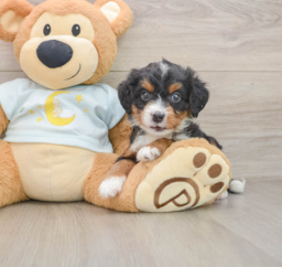 9 week old Mini Bernedoodle Puppy For Sale - Lone Star Pups