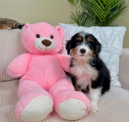9 week old Mini Bernedoodle Puppy For Sale - Lone Star Pups