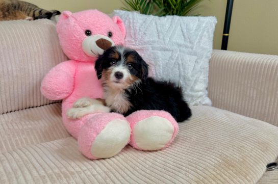 Mini Bernedoodle Pup Being Cute