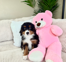 9 week old Mini Bernedoodle Puppy For Sale - Lone Star Pups
