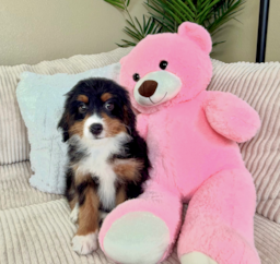 9 week old Mini Bernedoodle Puppy For Sale - Lone Star Pups