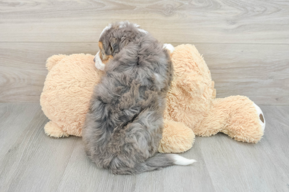 Energetic Mini Bernese Poodle Poodle Mix Puppy