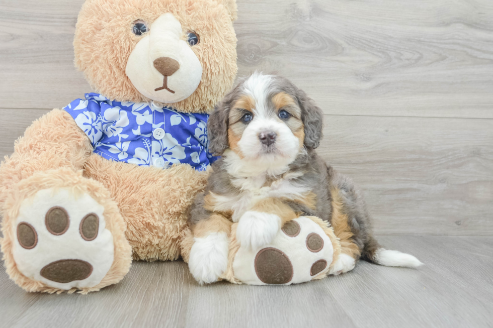 Mini Bernedoodle Puppy for Adoption