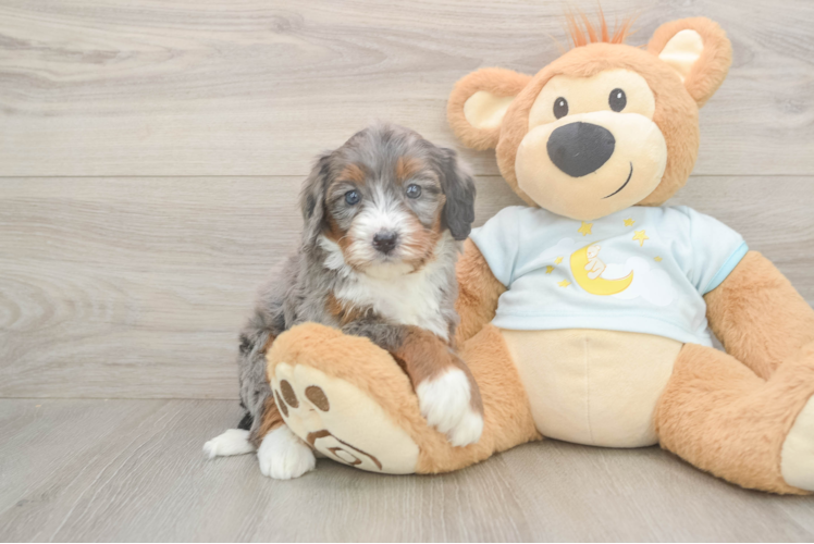 Mini Bernedoodle Puppy for Adoption