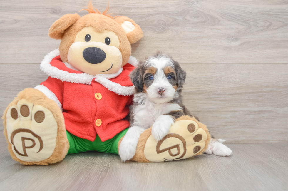 5 week old Mini Bernedoodle Puppy For Sale - Lone Star Pups