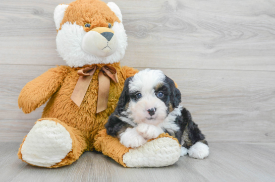 Happy Mini Bernedoodle Baby