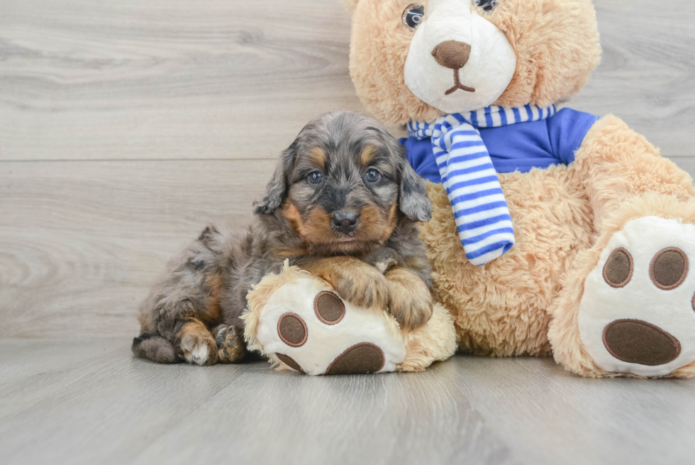 Mini Bernedoodle Pup Being Cute