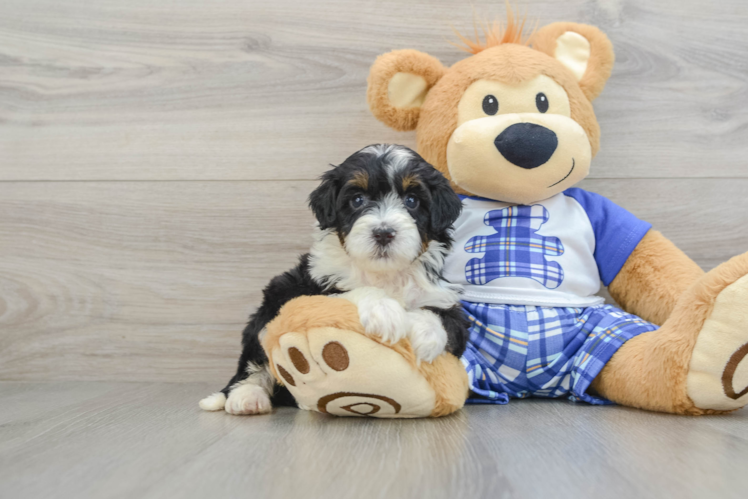 Cute Mini Bernedoodle Baby